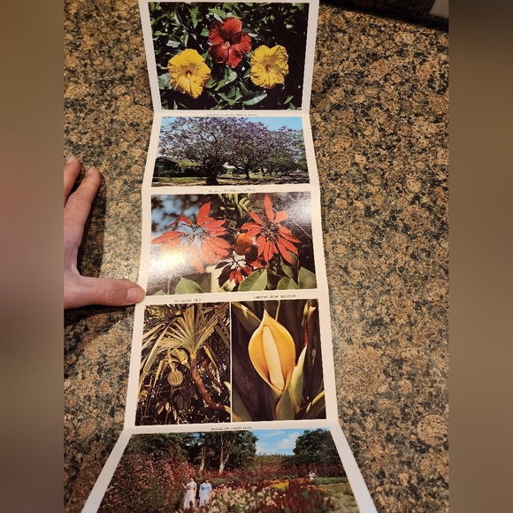 Postcard Set, Vintage, Florida Flowers - Picture 5 of 6